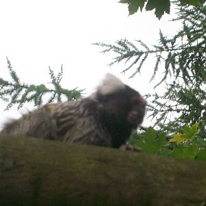 Free Roaming Common Marmoset