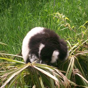 Black and White Ruffed Lemur