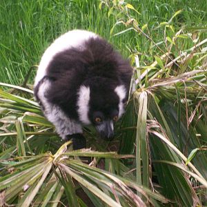 Black and White Ruffed Lemur