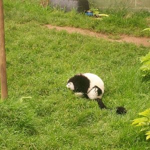 Black and White Ruffed Lemur