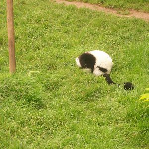 Black and White Ruffed Lemur