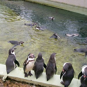 Humbolt Penguins