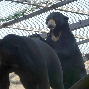 Sun Bears Jo-Jo and Srey Ya