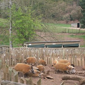 Red River Hogs
