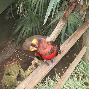 Dusky Lory