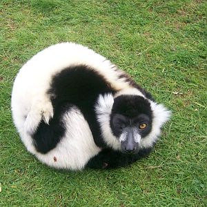 Black and White Ruffed Lemur