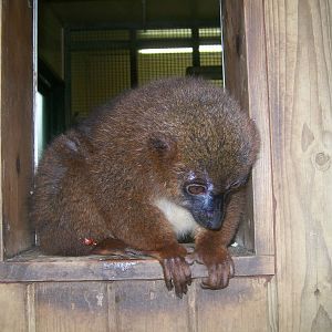 Red- Bellied Lemur
