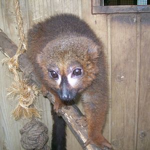 Red- Bellied Lemur
