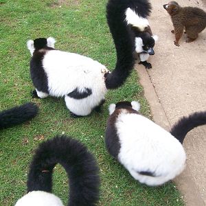 Lemurs
