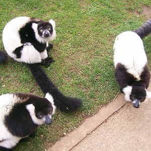 Black and White Ruffed Lemur