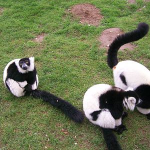 Black and White Ruffed Lemur