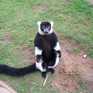 Black and White Ruffed Lemur