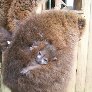 Red- Bellied Lemurs