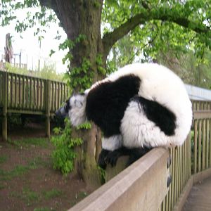 Black and White Ruffed Lemur