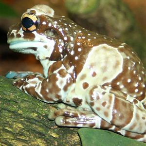 Amazon milk frog; Frankfurt; 8th September 2010