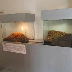 Ant (Formica polystena) exhibit