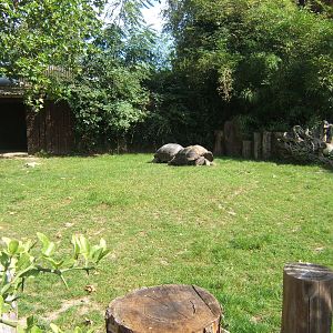 Giant Tortoise enclosure