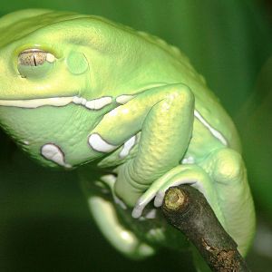 Waxy monkey leaf frog; Frankfurt; 8th September 2010