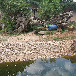 View of Syrian Bear and Corsac Fox enclosure