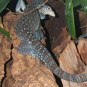 Blue-spotted Tree Monitor
