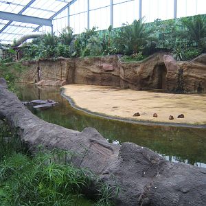 View of Hippo enclosure