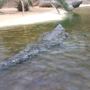 Nile Crocodile