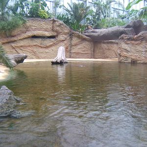 View of Nile Crocodile enclosure