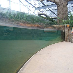 Underwater Hippo viewing window