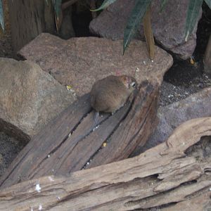 Rufous Elephant Shrew