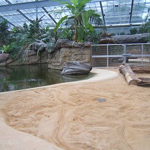 View of Nile Crocodile enclosure