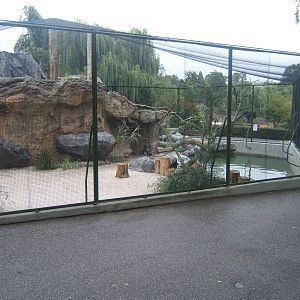 Inca Tern and Steamer Duck enclosure