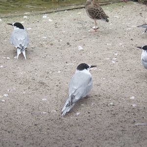 Common Tern