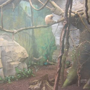 Lar Gibbon and Green Peafowl enclosure