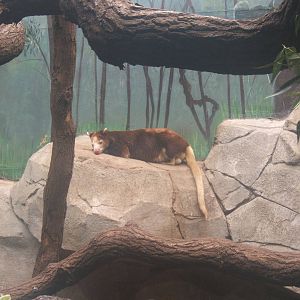 Matschie Tree Kangaroo