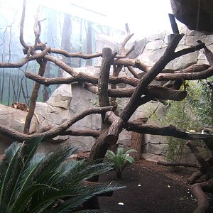Matschie Tree Kangaroo enclosure