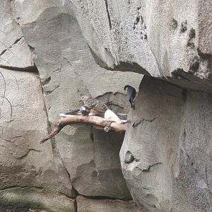 Fawn-breasted Bowerbird