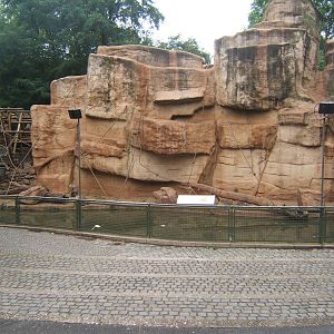 Hamdryas Baboon Rock