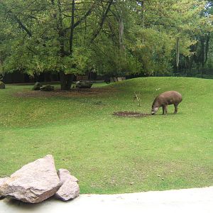 View of Brazilian tapir enclosure