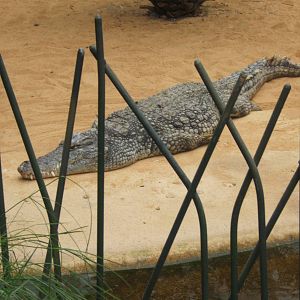 Nile Crocodile