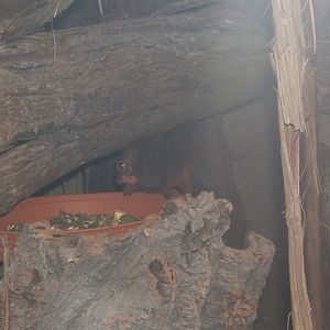 Red-legged Sun Squirrel