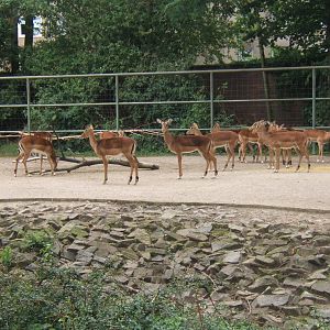 View of Impala herd in Giraffe paddock