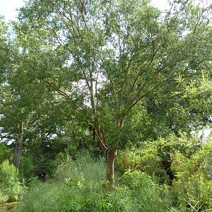 Ring-Tailed/Red Ruffed Lemur Exhibit