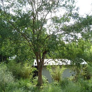 Ring-Tailed/Red Ruffed Lemur Exhibit