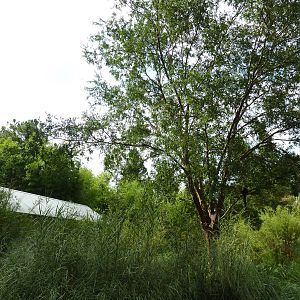 Ring-Tailed/Red Ruffed Lemur Exhibit