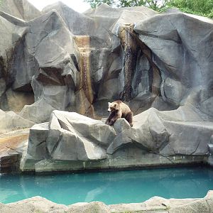 Grizzly Bear Exhibit