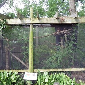 Eurasian Eagle Owl Exhibit