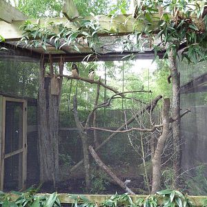 Spectacled Owl Exhibit