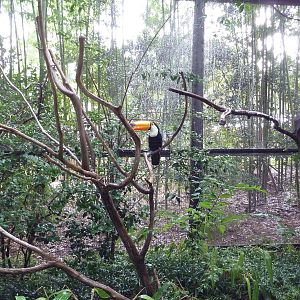 Toco Toucan Exhibit