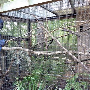 Hyacinth Macaw Exhibit