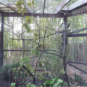 Hawk-Headed Parrot Exhibit